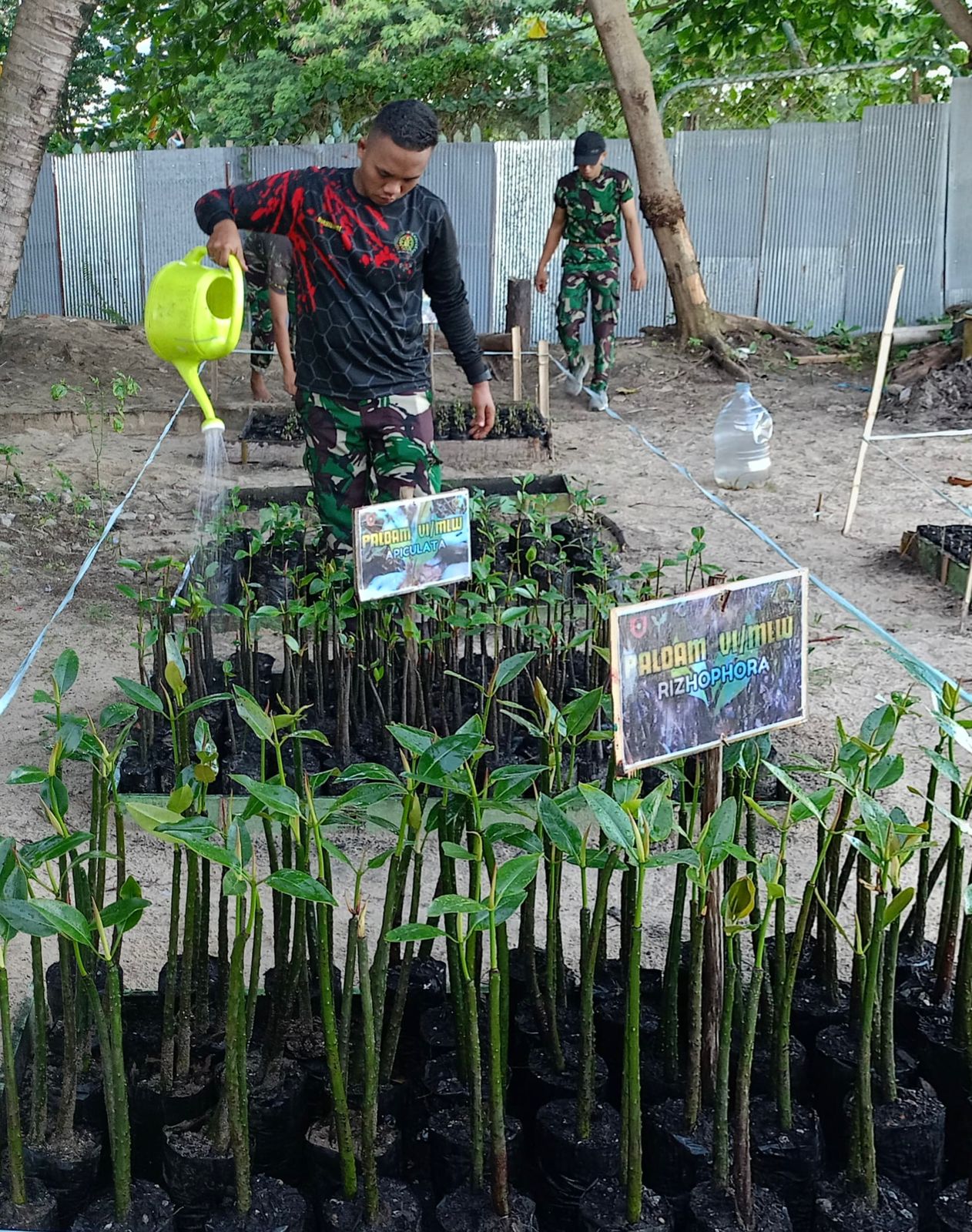 Peduli Mangrove sebagai bagian upaya pemulihan lingkungan serta konservasi untuk memulihkan ekosistem pesisir pantai